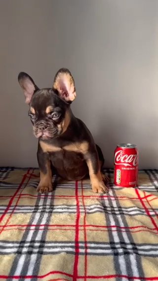French Bulldog Puppy in Cheshire East