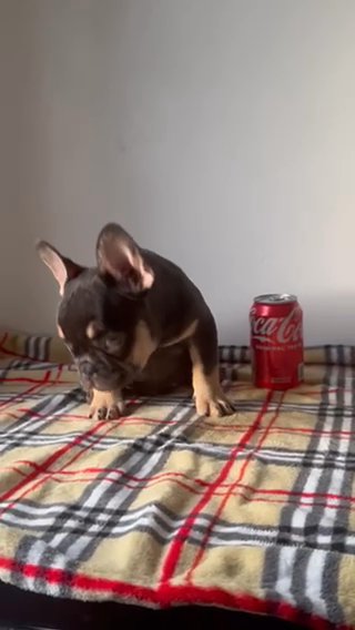 French Bulldog Puppy in Cheshire East