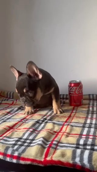 French Bulldog Puppy in Cheshire East