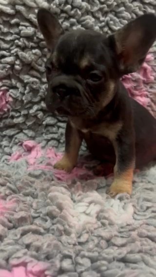 Last 3 Pups in Cheshire East