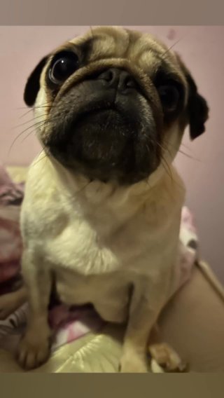 Pug Cross French Bulldog Puppies in Leicester