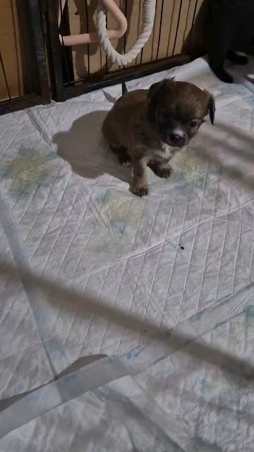 POMCHI *Tiny* READY NOW. VET CHECK VIDEO RECORDED in Southampton