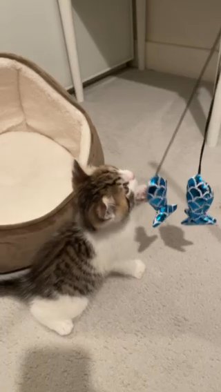 cute male kitten in North West Leicestershire