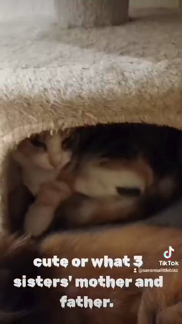 torbie maine coon xxl pedigree Tabby / white rare brown eyes brown paws xxl pedigree mainecoon in Gloucester