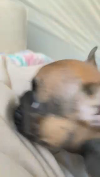 KC FRENCHBULL DOG in Glasgow