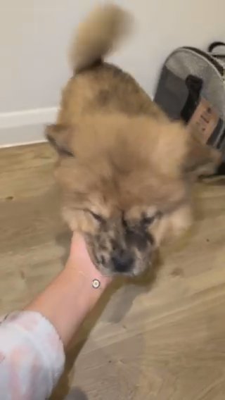 2 Chows Left in London