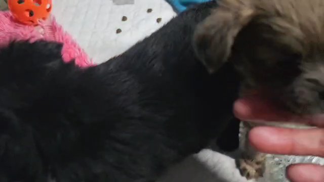 POMCHI Fluffy VET CHECKED Boy * READY NOW * in Southampton