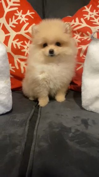 Xxs Kc Teddy Bear Pomeranian in London