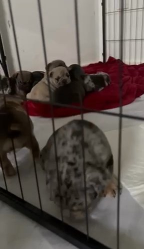 French Bulldog Puppies Big Rope Merle in London