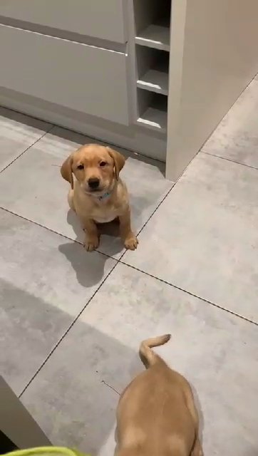 stunning  labrador  retriever pups in Wrexham