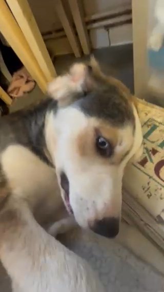 Two Male Husky X  Springer Spaniel Cross in London