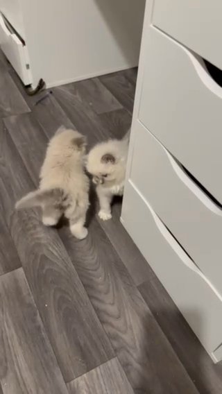 Ragdolls in Newport
