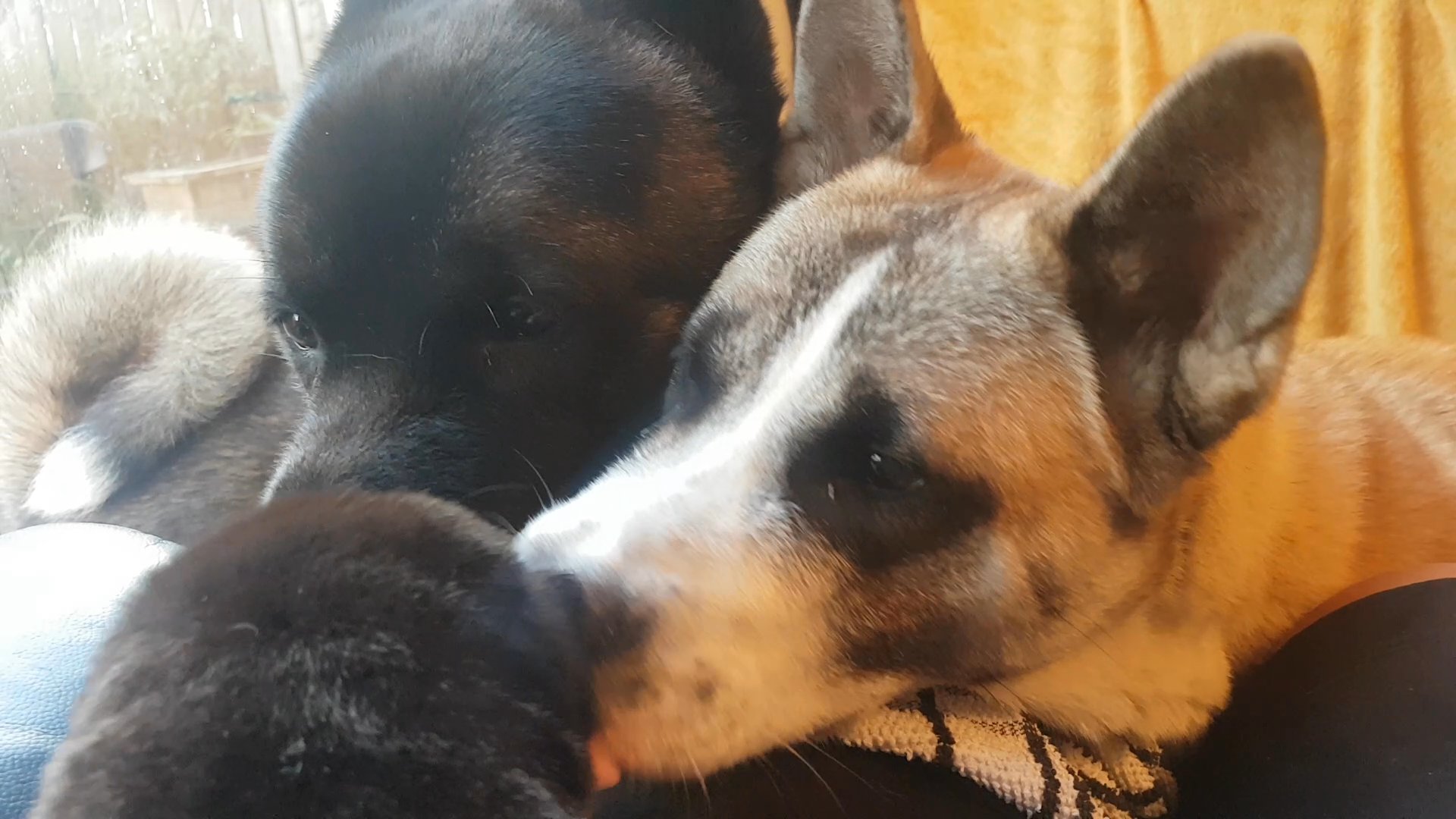 baby akitas in London