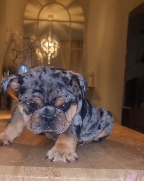 beautiful female English bulldog in Leeds