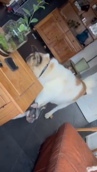 Akita Male Needs To Go Id Very Sweet in Blaenau Gwent