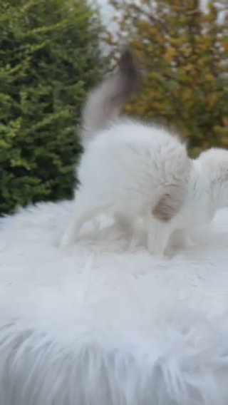 LAST KITTEN ⭐️ GCCF ⭐️ SEAL TABBY BICOLOUR RAGDOLL KITTEN GIRL in Lincoln