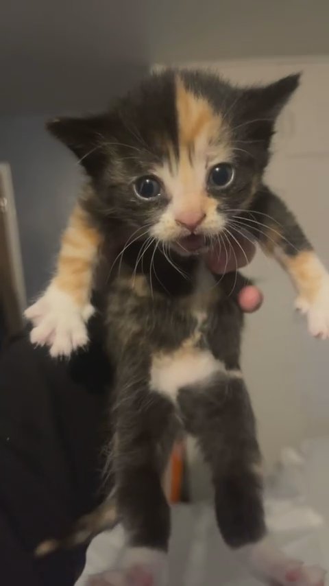 kitten in Derby