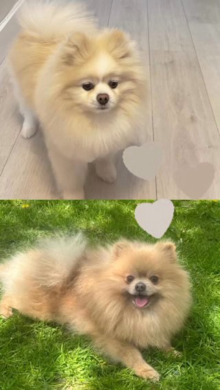 Champion Blood Line Pomeranian Pups in London