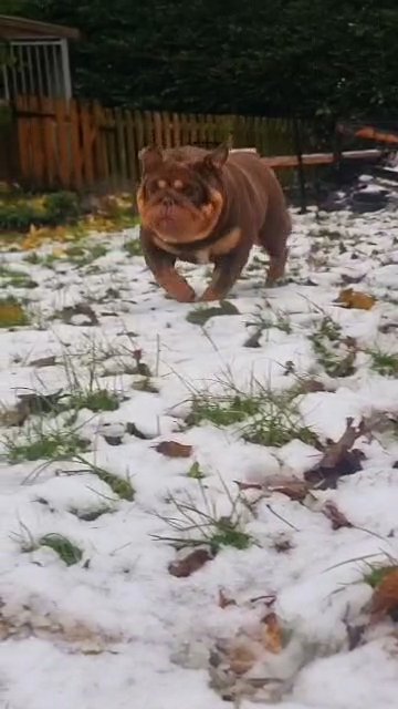 STUD English Bulldog in Leeds