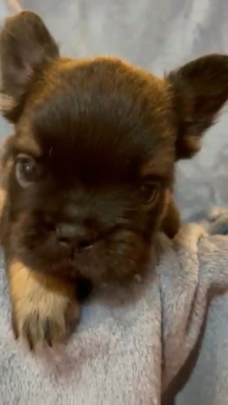 Choco Pet Boy Private Listing in Birmingham
