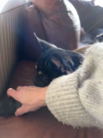 The Sweetest Frenchie Boy Inly 6 Months Old in Blaenau Gwent