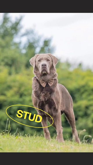 Handsome silver Labrador stud