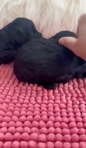 Stunning Little Fur Babies