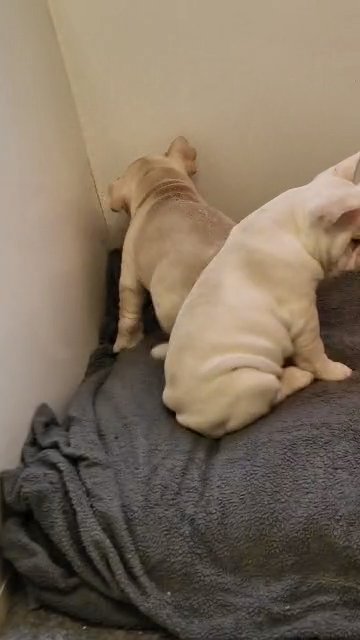 quality frenchies read February 2nd