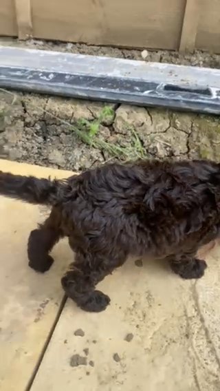 Multigenerational Australian Labradoodle