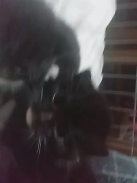 kittens