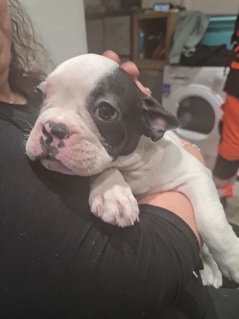 Bella (French bulldog)
