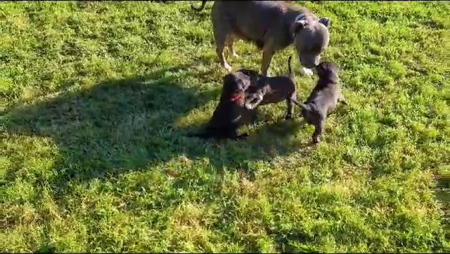 KC Registered Staffordshire Bull Terrier Puppies