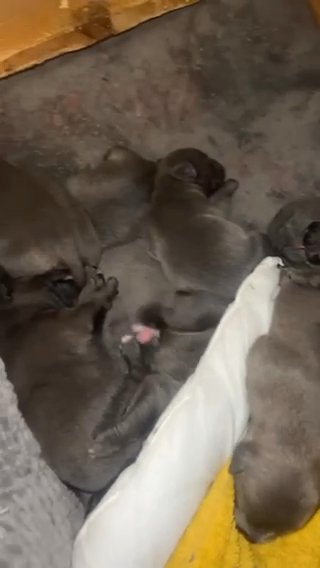 Champion Bloodline Blue Staffys