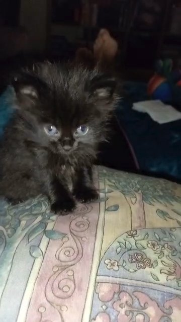 4 kittens all boys