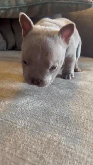 Boy Micro Bully