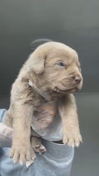 (German) Cane Corso
