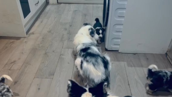 Border Collie pups