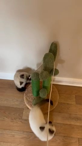 British Shorthair Kittens