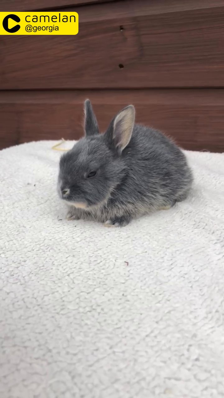 Mini Rex X Dutch