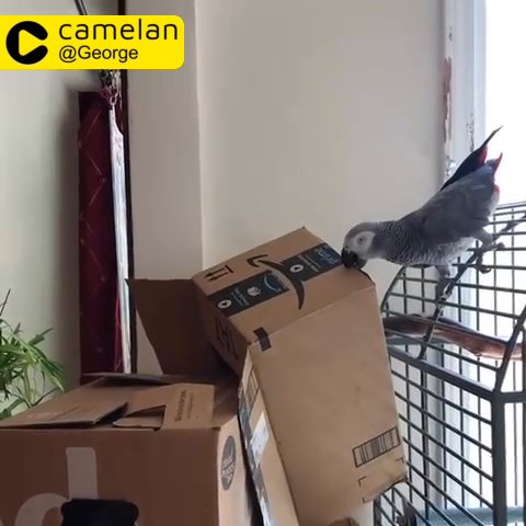 Africa gray parrot