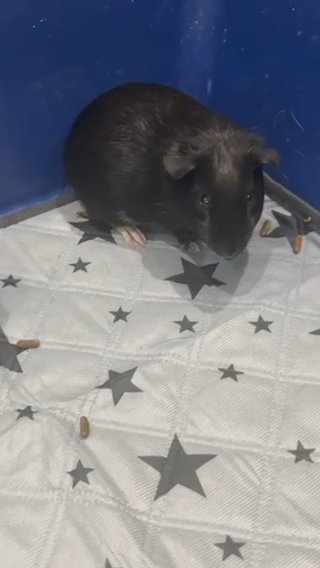 3 Females Guinea Pigs For Sell