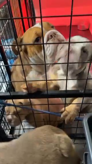 English Bulldog Pups