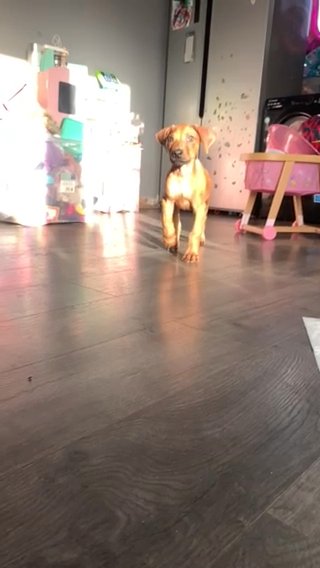 Rhodesian Ridgeback Puppies For Sale
