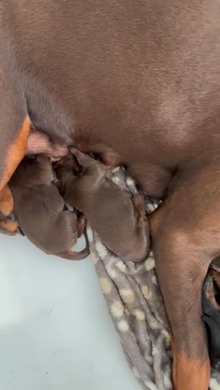 KC European bloodline Dobermans