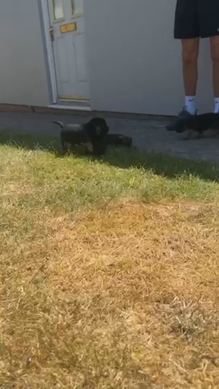 Stunning Kc Reg Slem Clear Border Terrier Pups