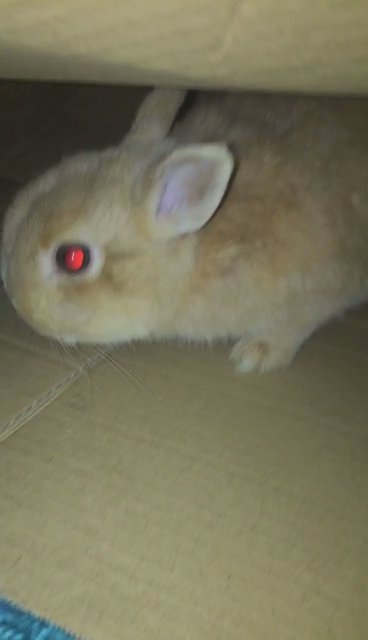 2 Beautiful Netherland Dwarves
