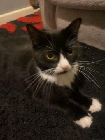 Free Cat