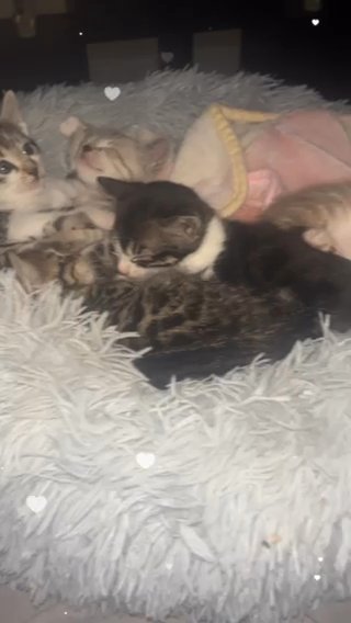 Half Bengal Kittens For Sale