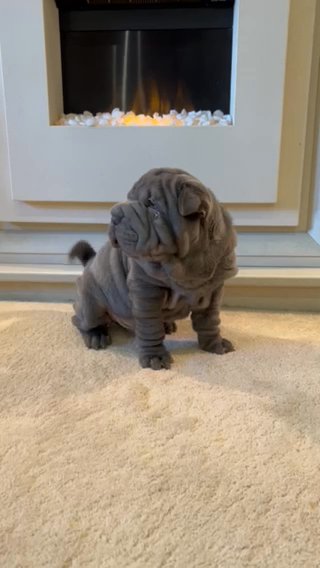 Gorgeous KC Reg Health Tested Shar Pei male puppy