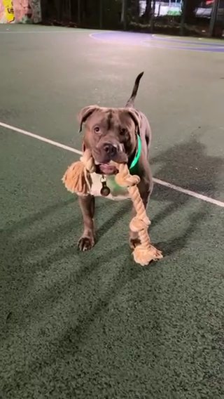 Stud Ready